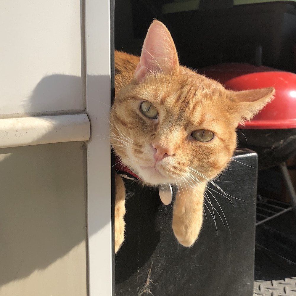 Kitty enjoying some sunshine