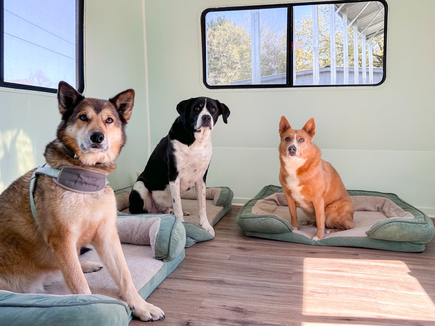 This Motorhome Was Turned into a Mobile Dog Rescue Vehicle ? | RV ...